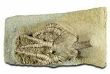 Fossil Crinoid (Barycrinus) - Crawfordsville, Indiana #344777-1